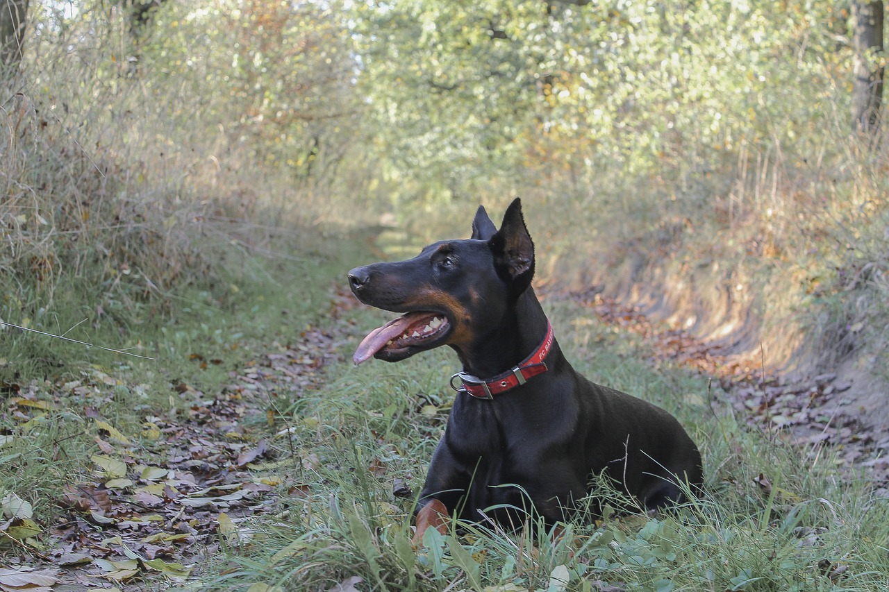 doberman pinscher dog free photo