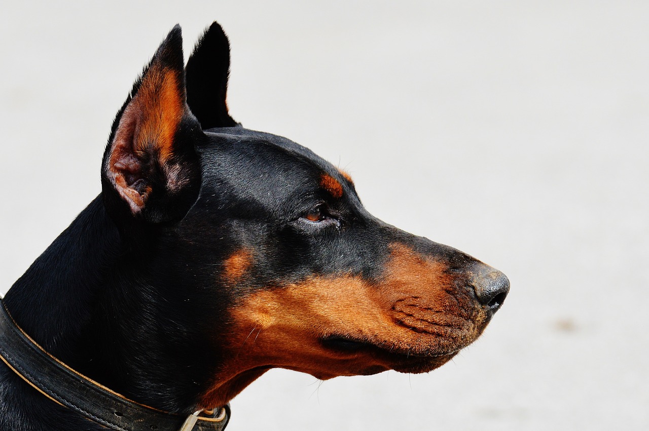 doberman dog animal world free photo