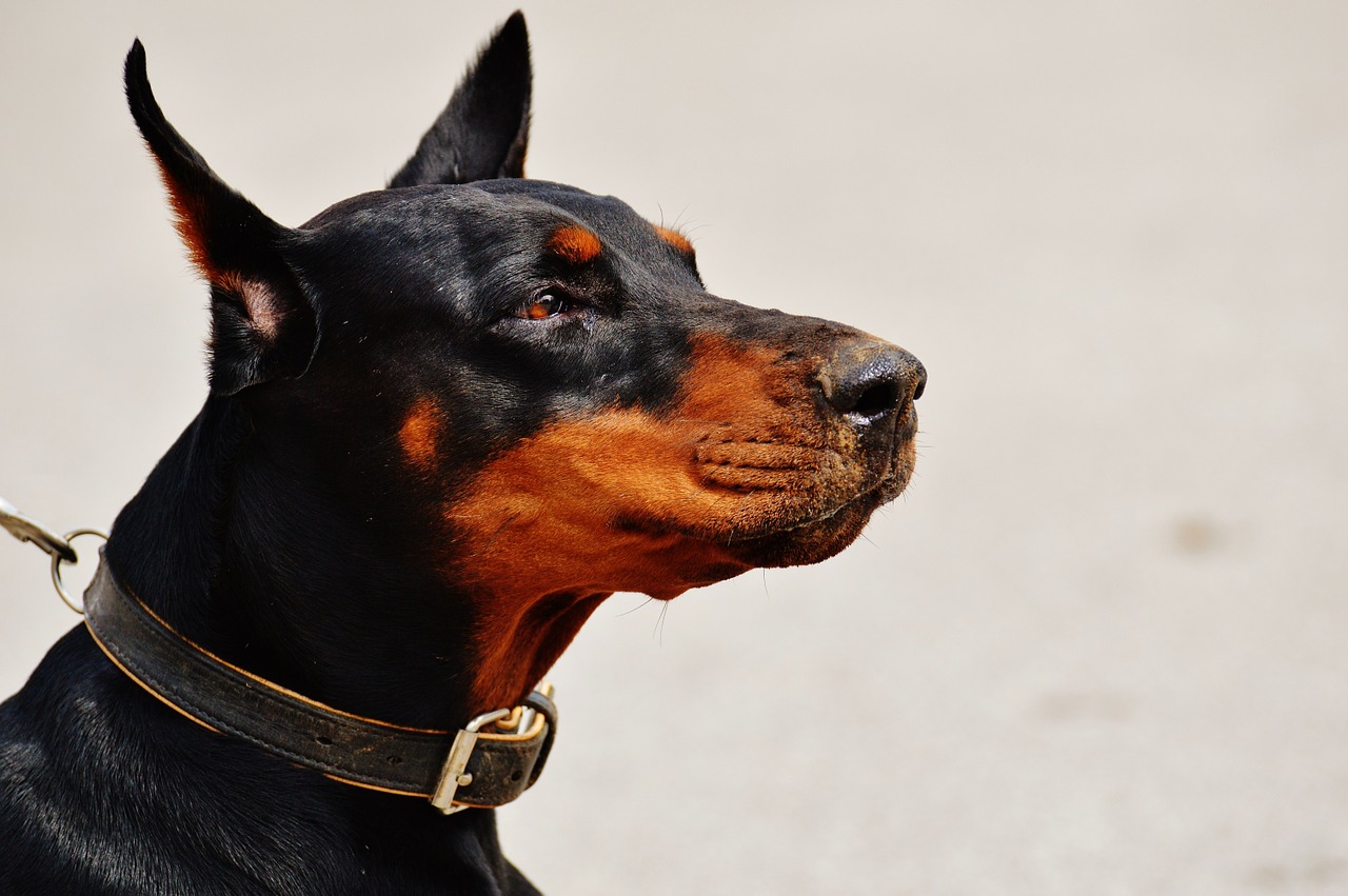 doberman dog animal world free photo