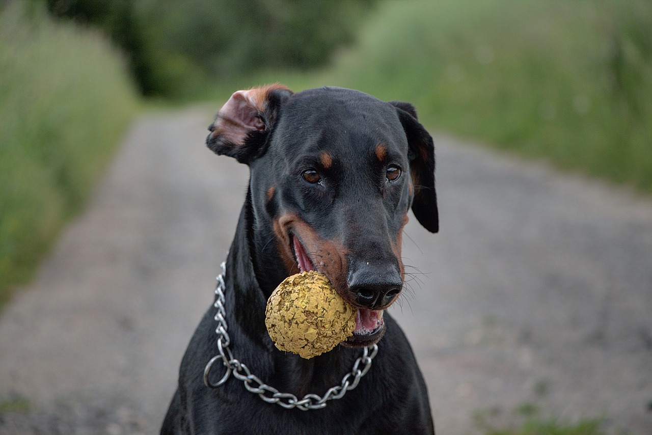 doberman dog pet free photo