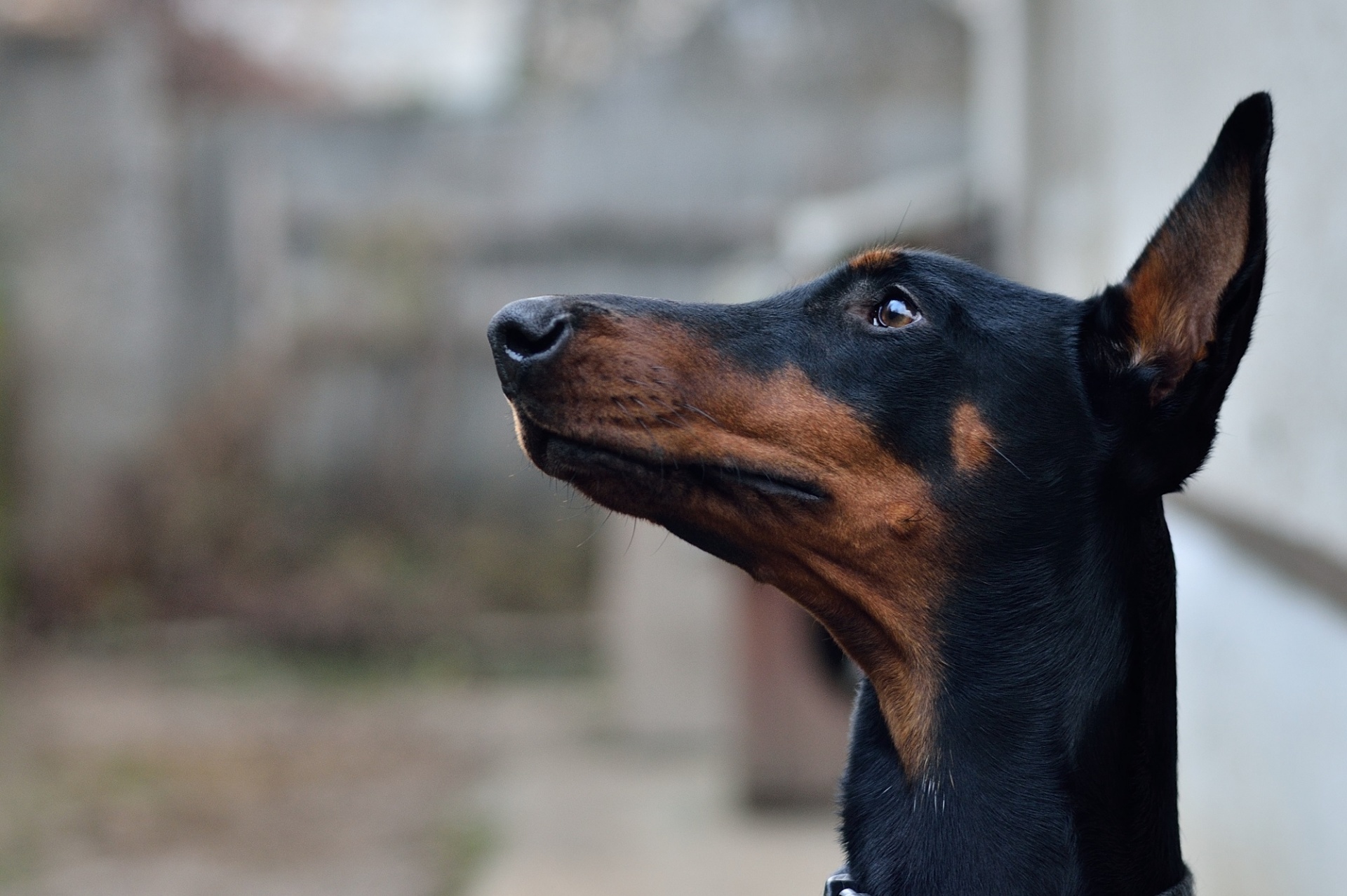 doberman pinscher dog canine free photo