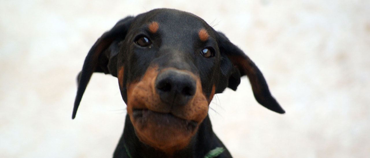 dog doberman animal free photo