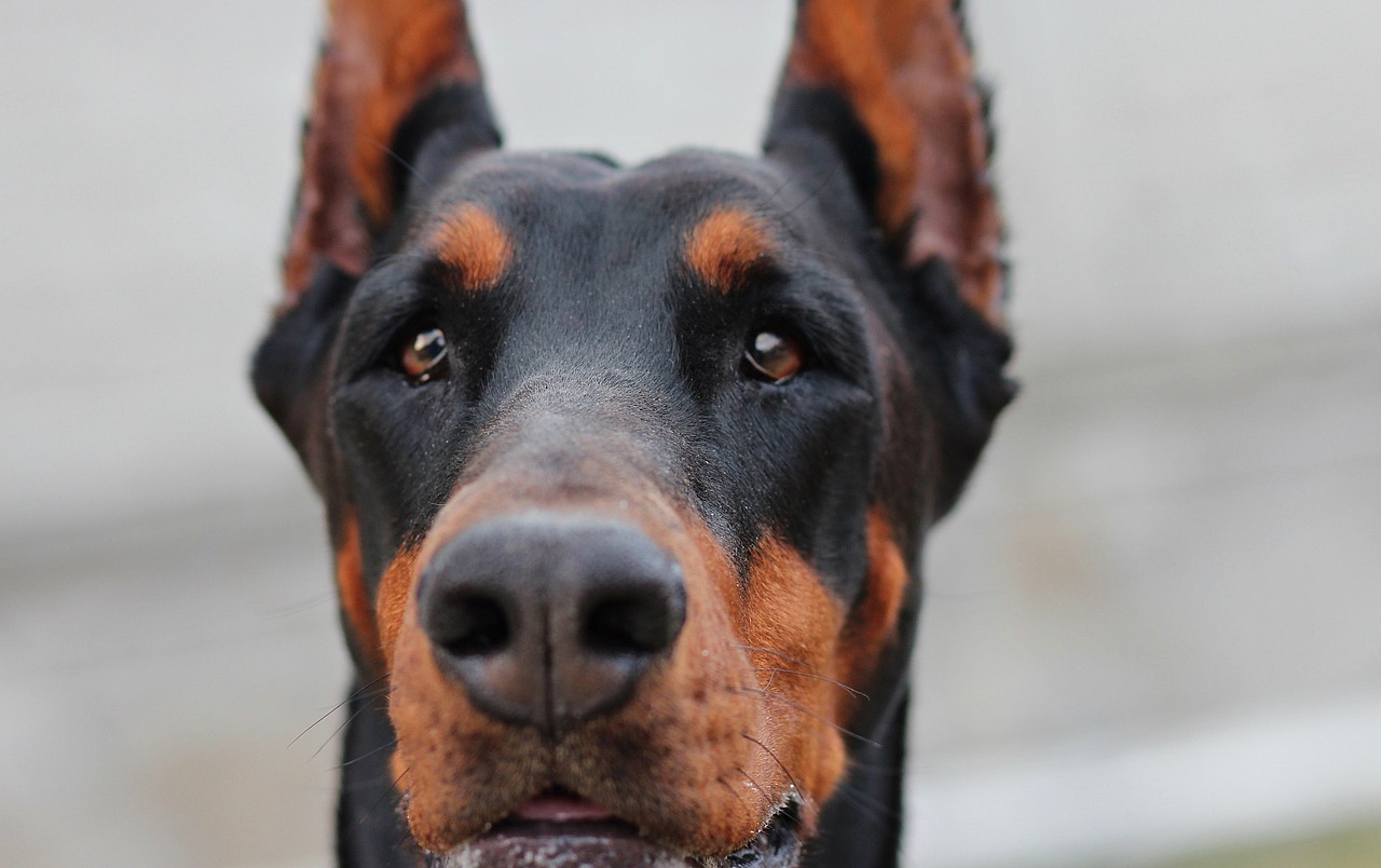 doberman dog portrait free photo