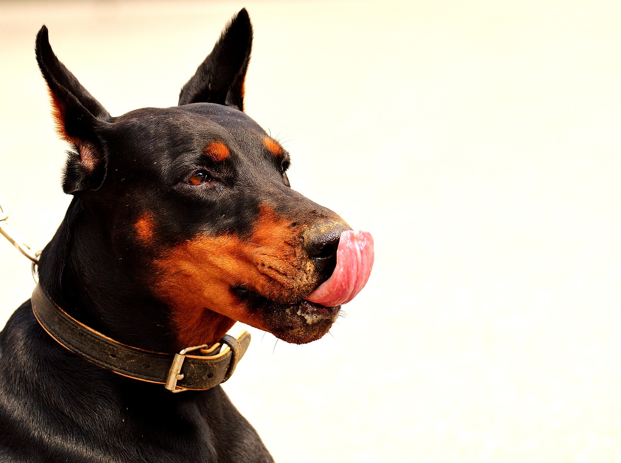 doberman dog animal world free photo