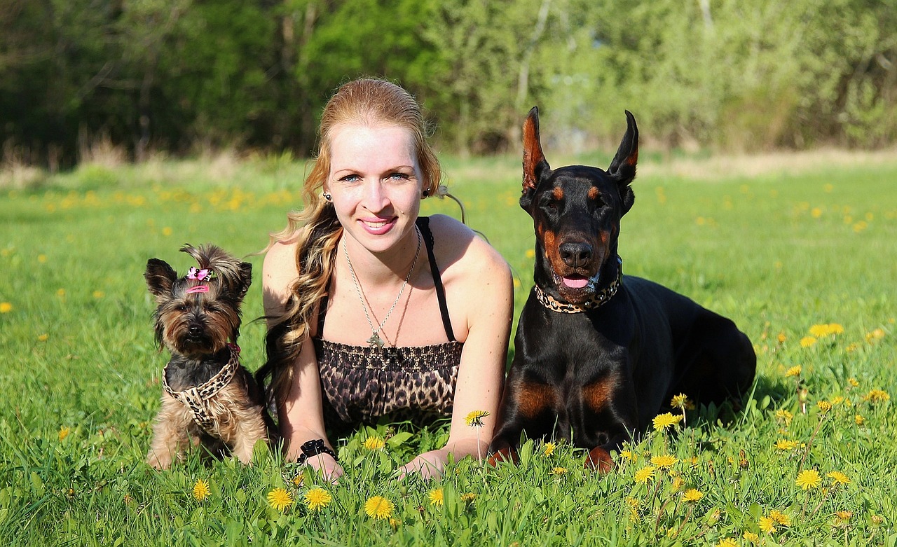 doberman yorkshire terrier blonde woman free photo