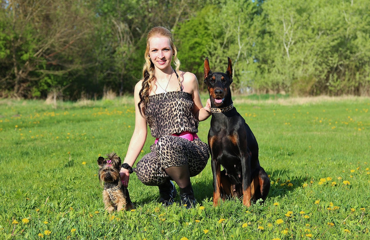 doberman yorkshire terrier blonde woman free photo