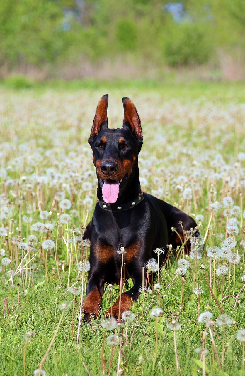 doberman dandelion flower field free photo