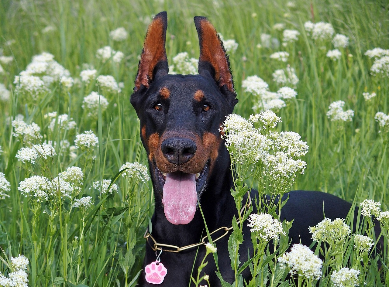 doberman dog flowers free photo