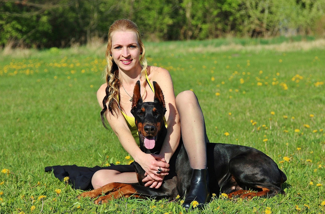 doberman yorkshire terrier blonde woman free photo