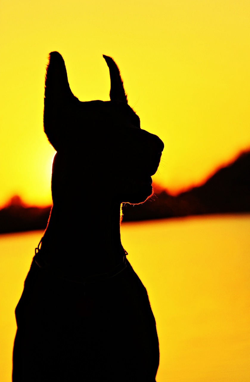 doberman silhouette fejkép free photo