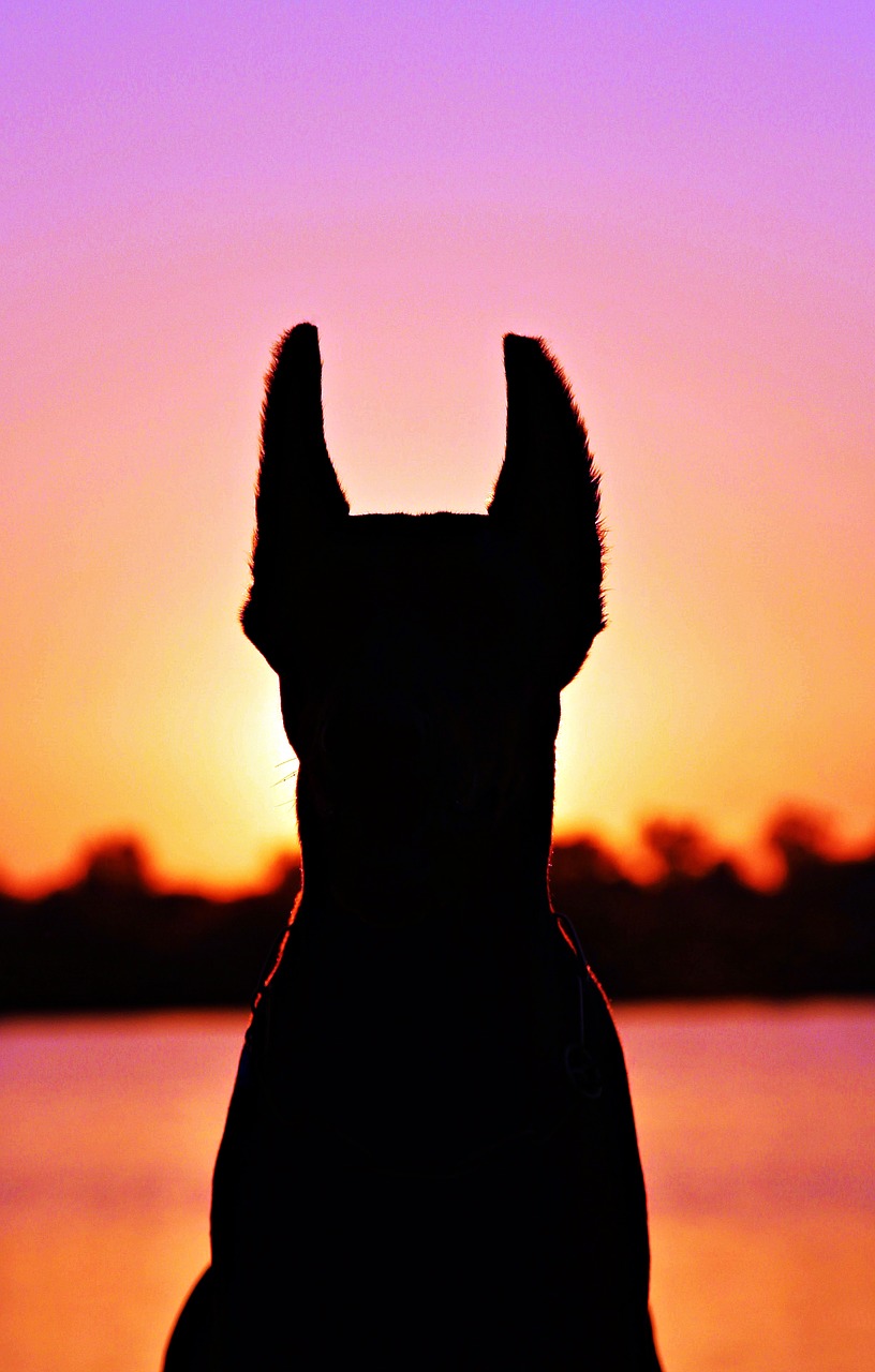 doberman silhouette fejkép free photo