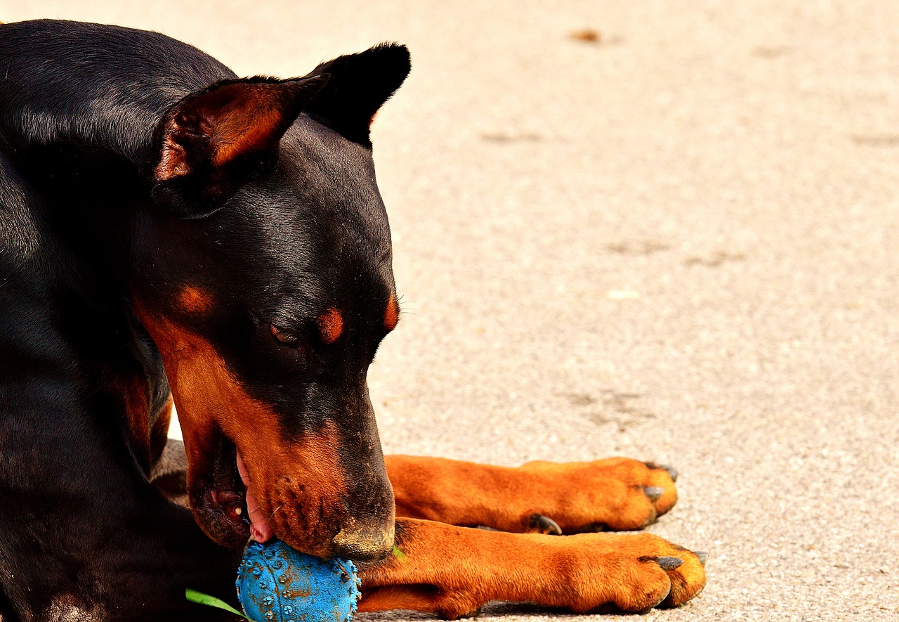 doberman dog animal world free photo