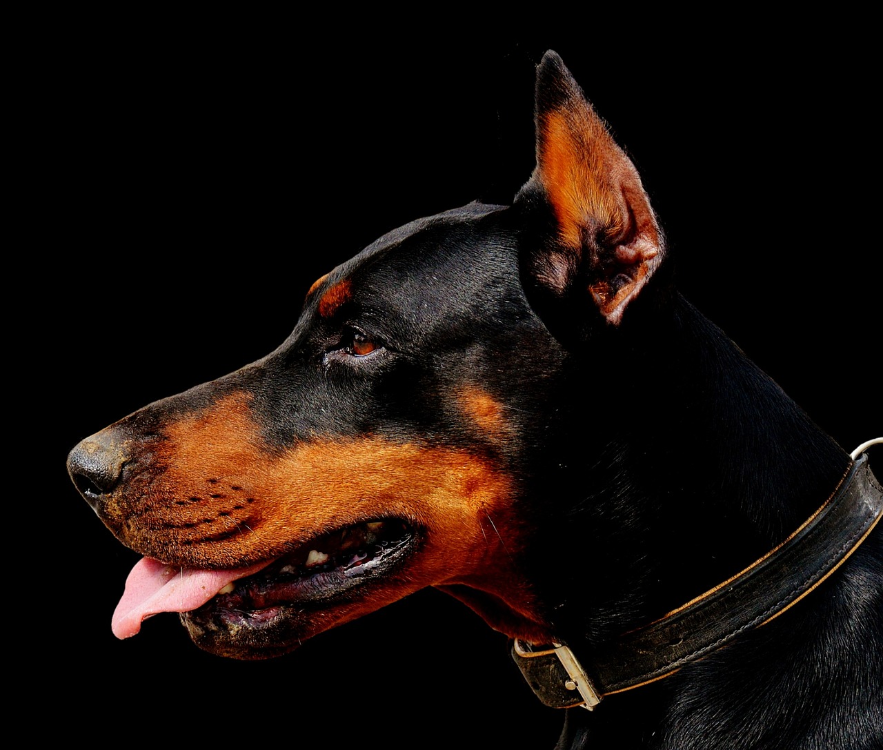 doberman dog animal world free photo