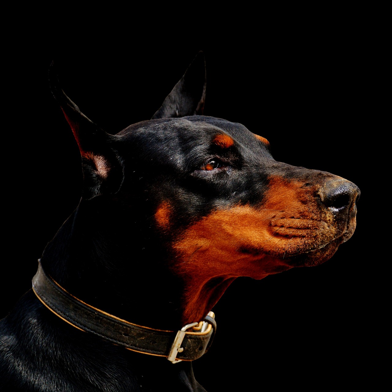 doberman dog animal world free photo