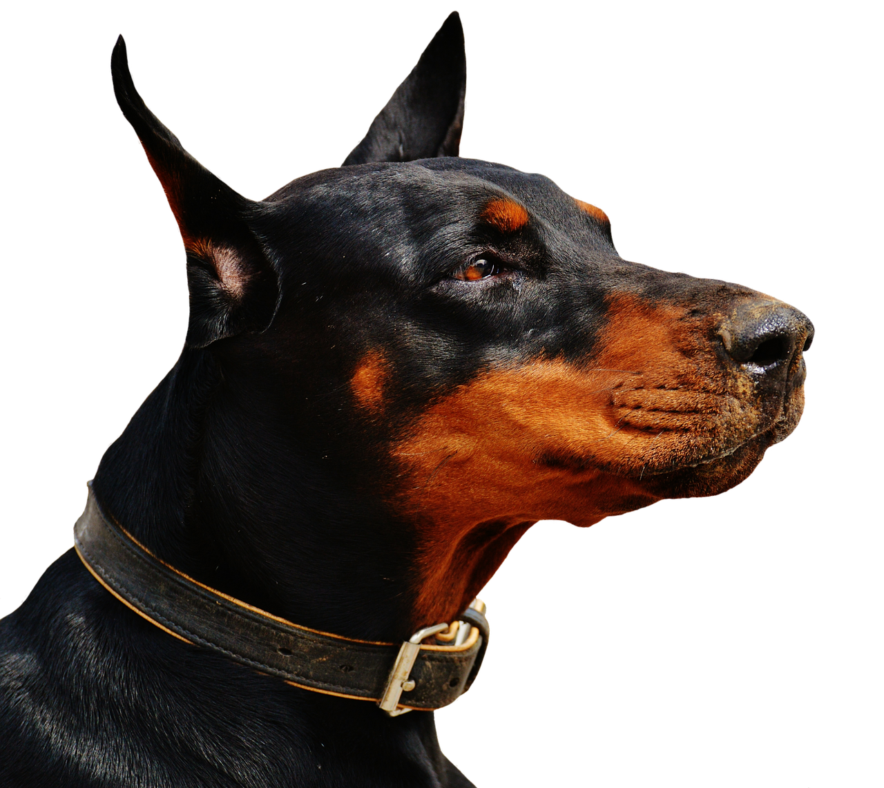 doberman dog animal world free photo