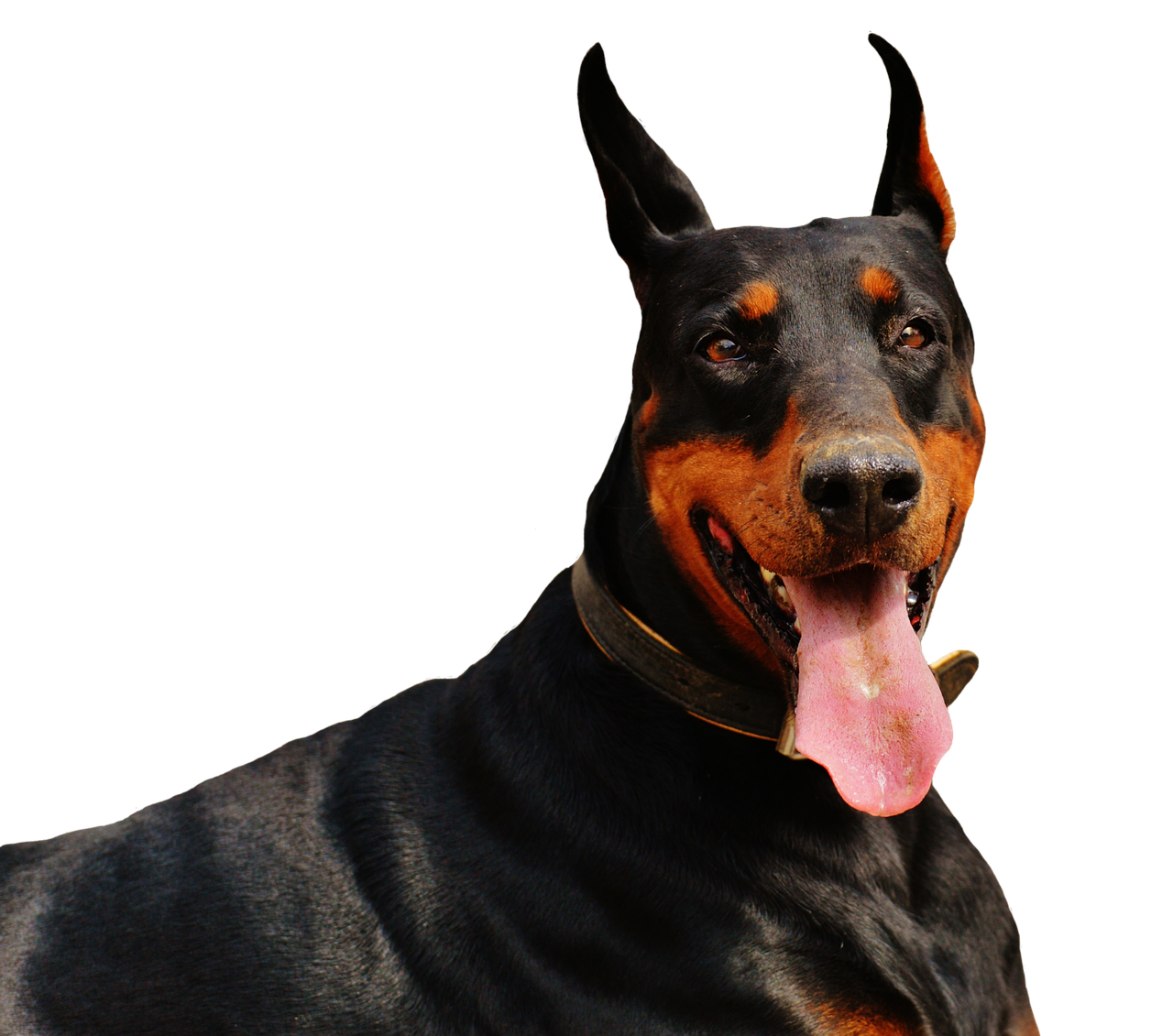 doberman dog animal world free photo