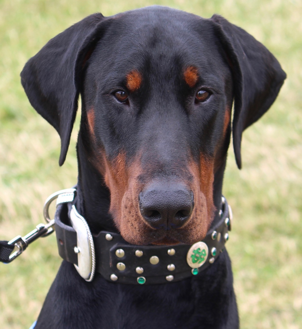 doberman dog animal free photo