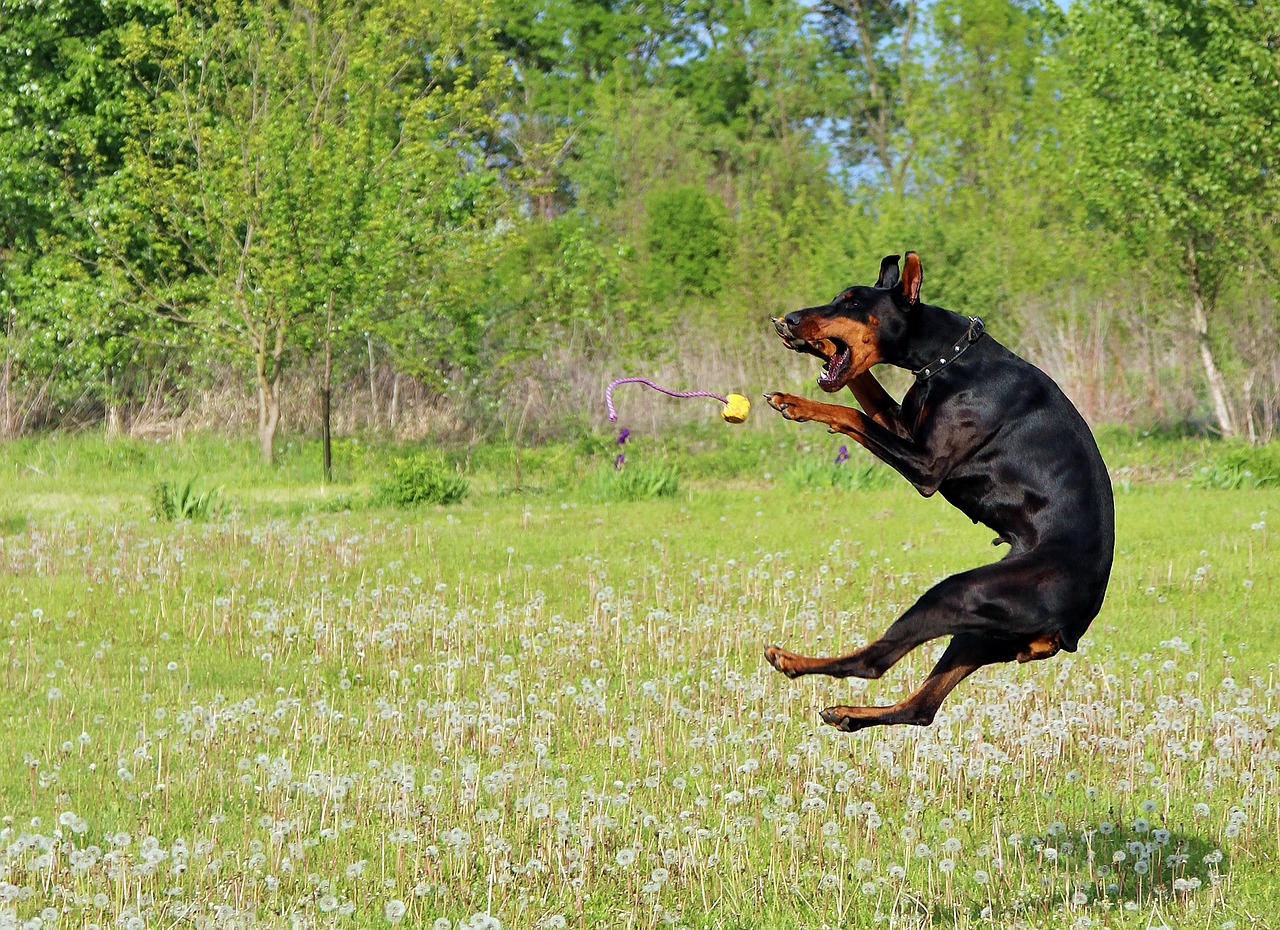 doberman dog jump free photo