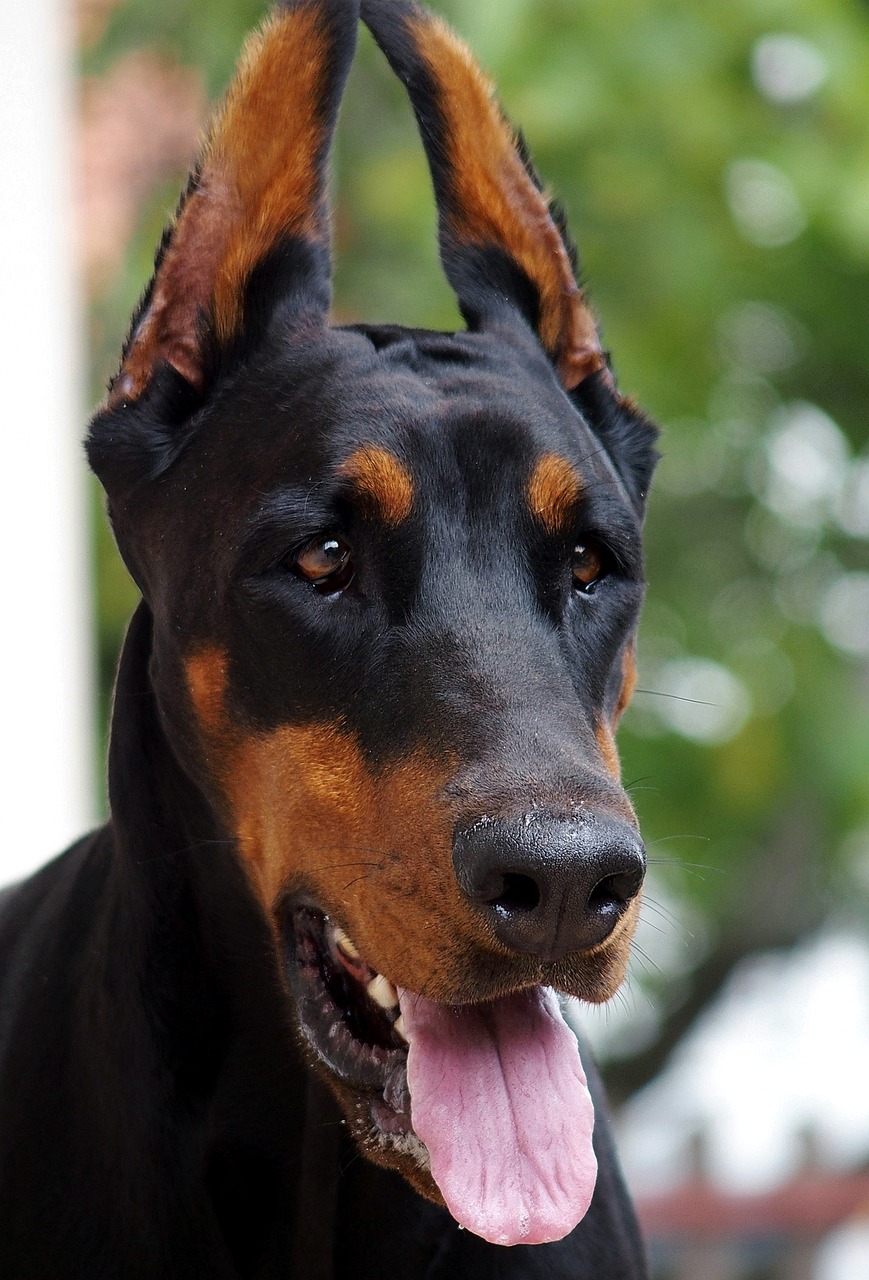 doberman head dog free photo