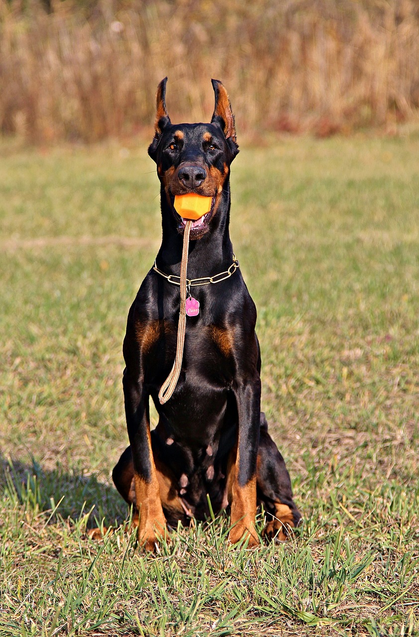 doberman dog sitting free photo