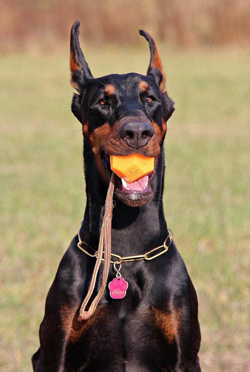 doberman dog head free photo