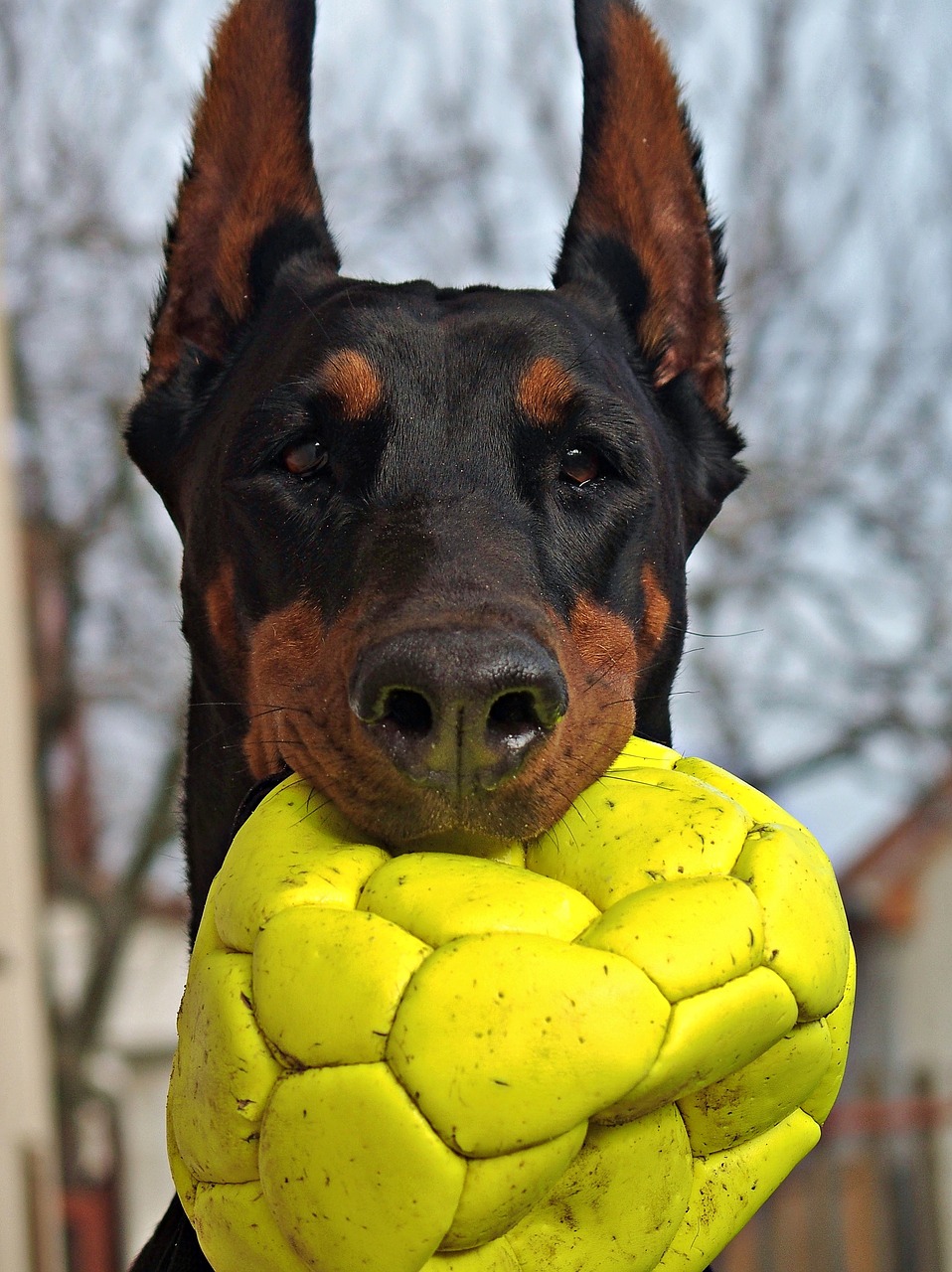 doberman dog portrait free photo