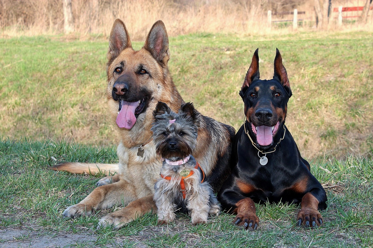 doberman yorkshire terrier german shepherd free photo