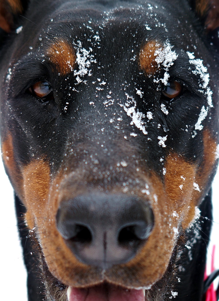 doberman dog snowy free photo