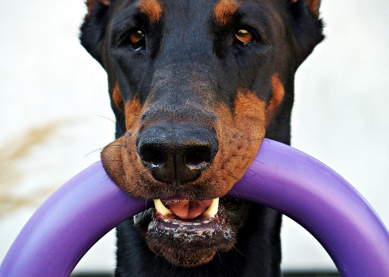 doberman  dog  eyes free photo