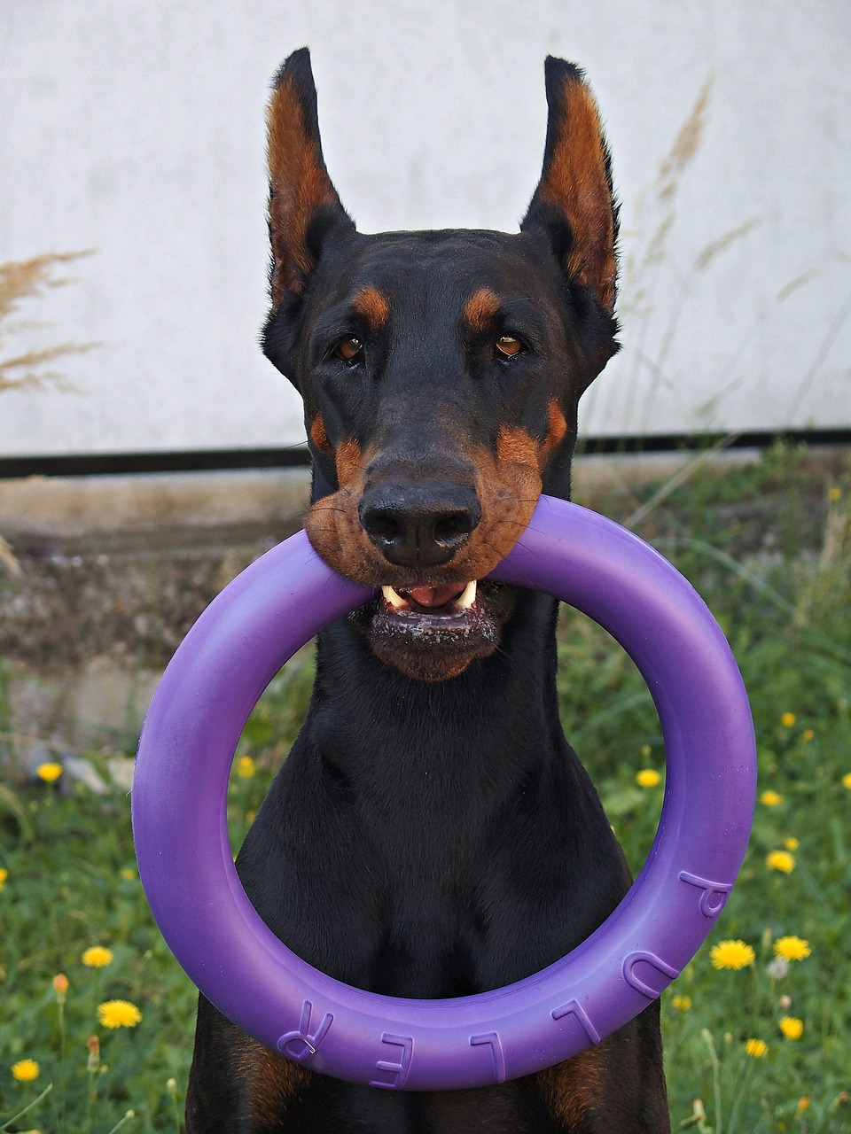 doberman  dog  hoop free photo
