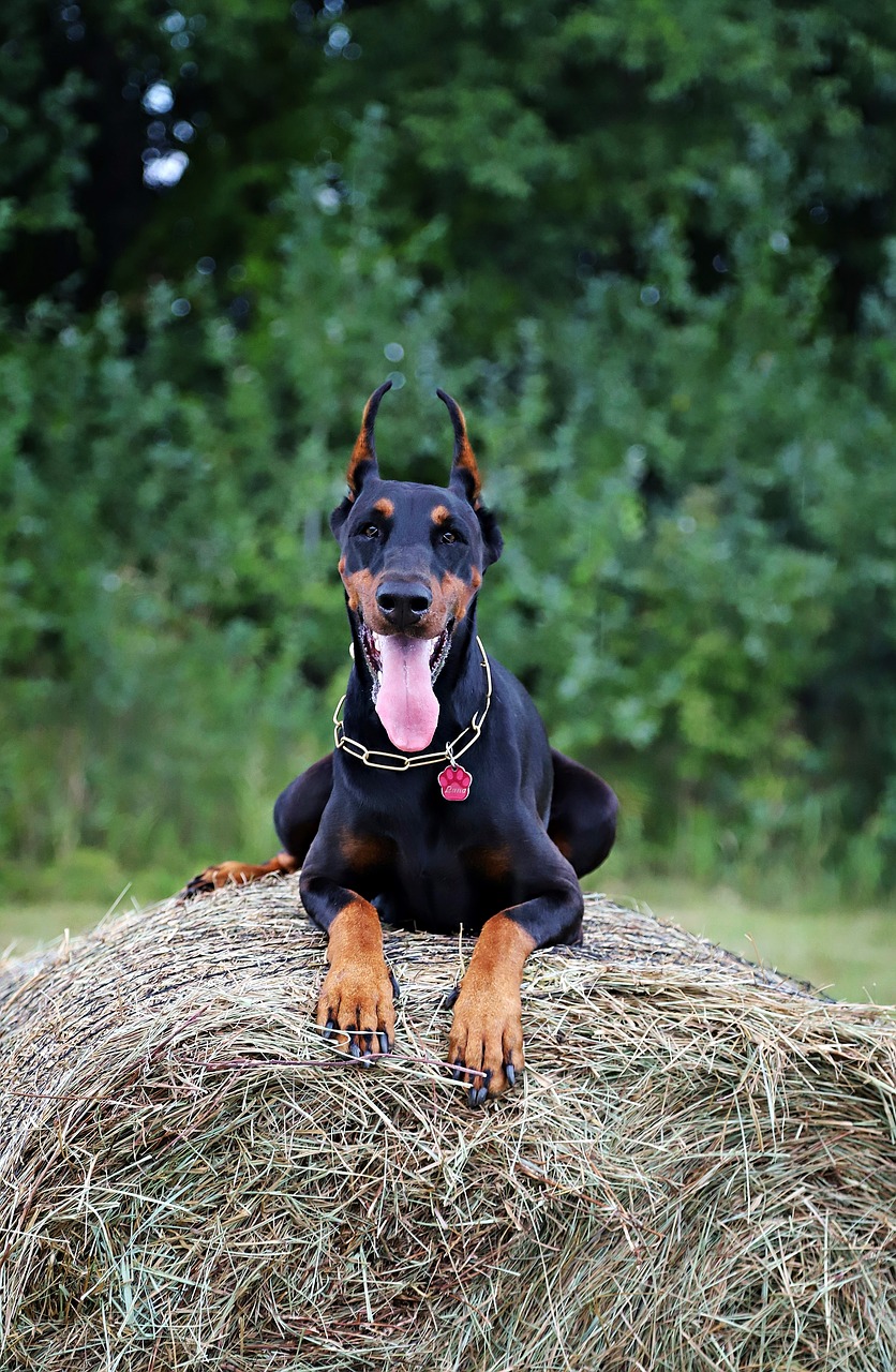 doberman  dog  haystack free photo
