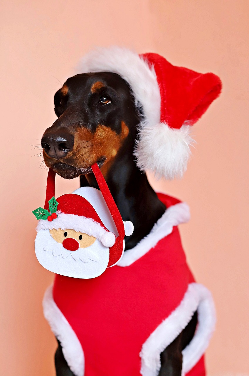 doberman  dog  santa claus free photo