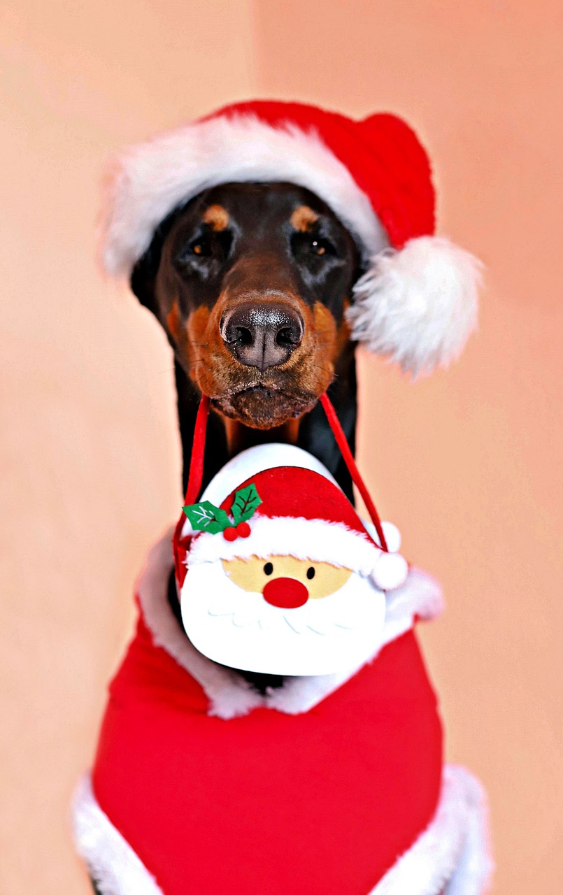 doberman  dog  santa claus free photo