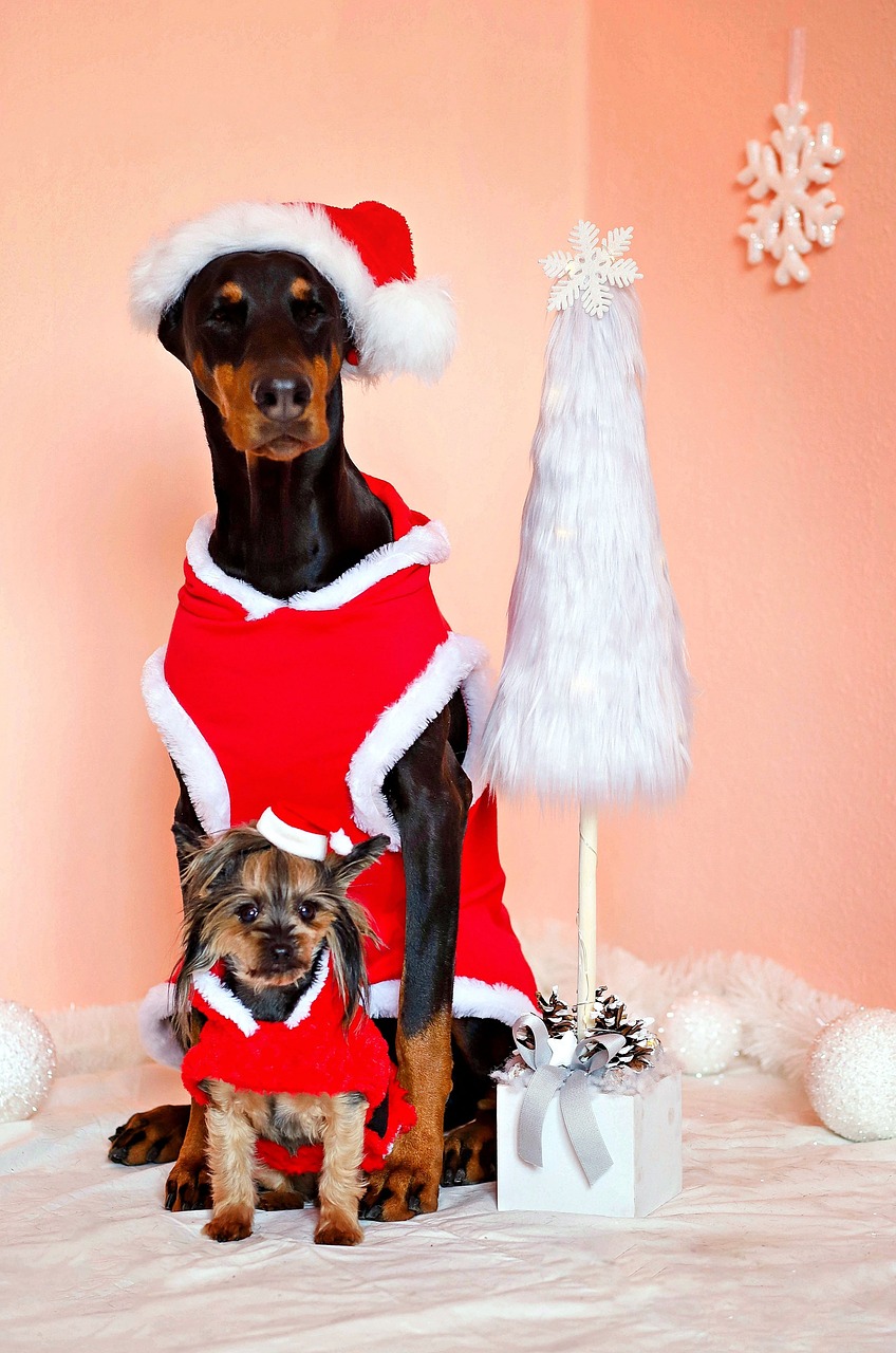 doberman  yorkshire terrier  dogs free photo