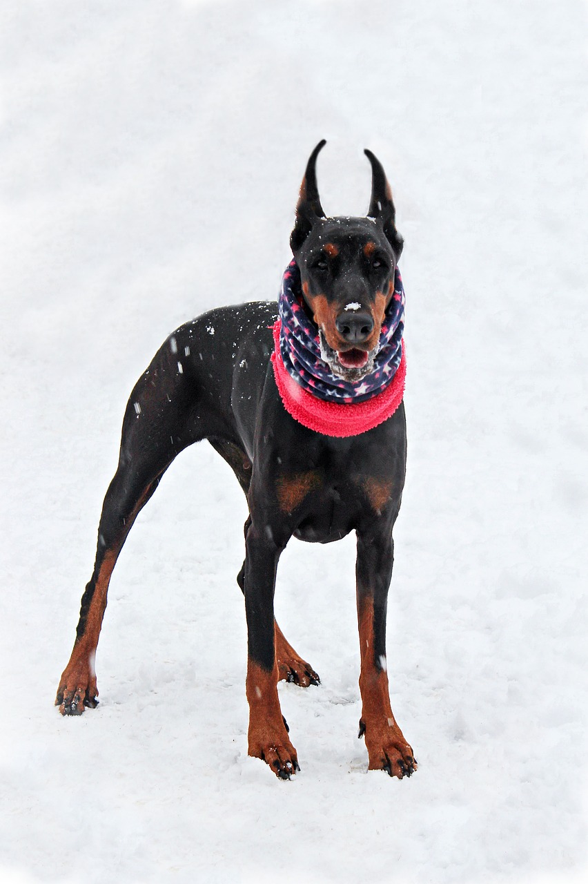 doberman  snow  dog free photo