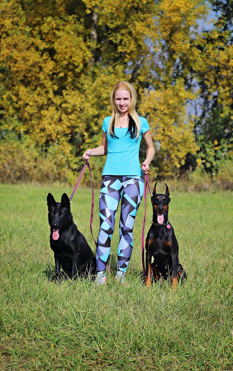 doberman  black german shepherd  dogs free photo