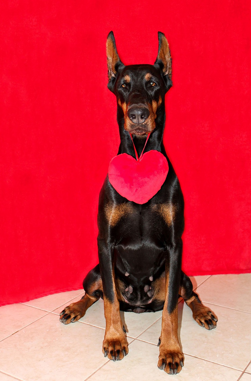 doberman  dog  heart free photo