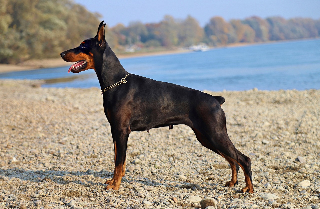 doberman  black  dog free photo