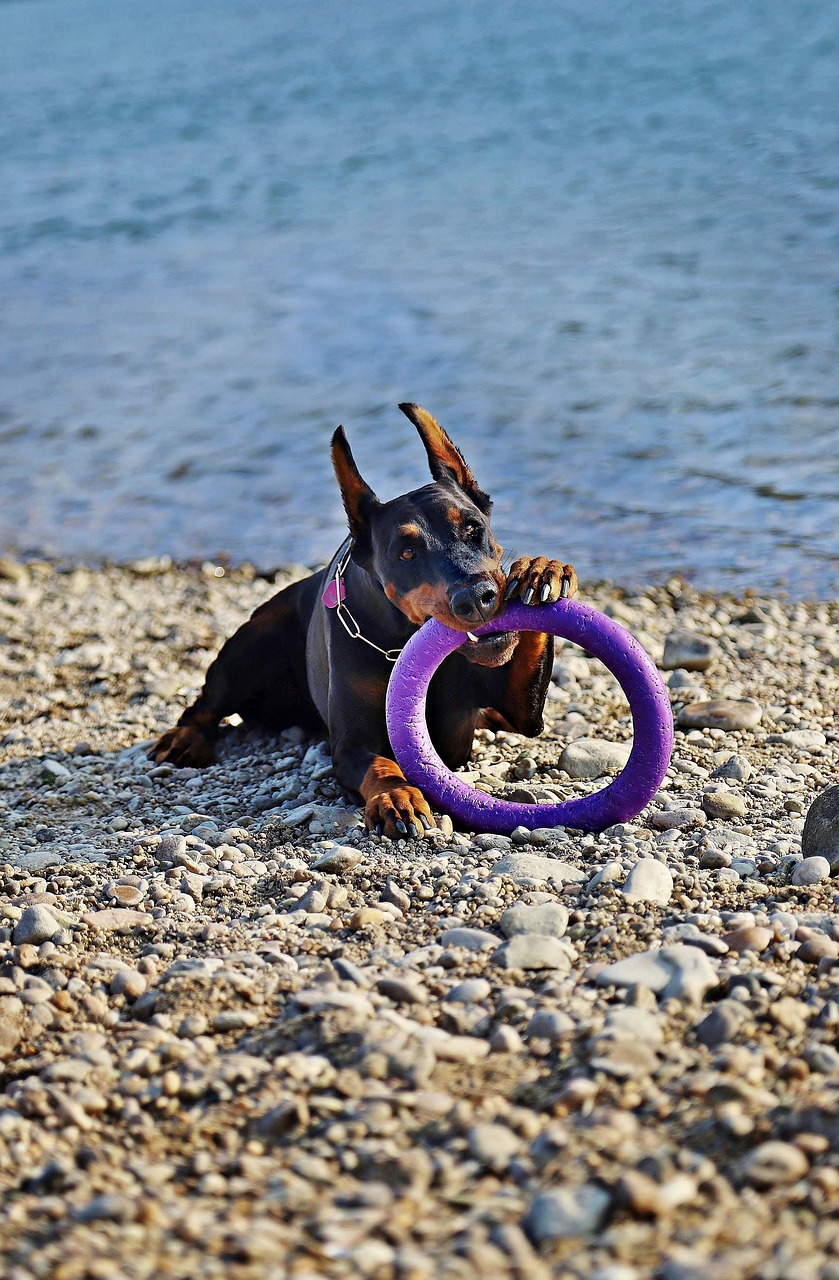 doberman  dog  beautiful free photo