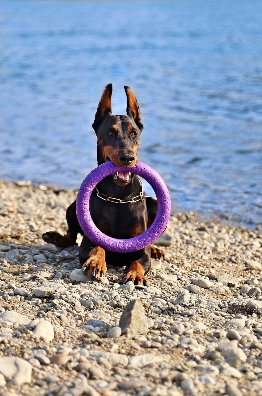 doberman  dog  beautiful free photo