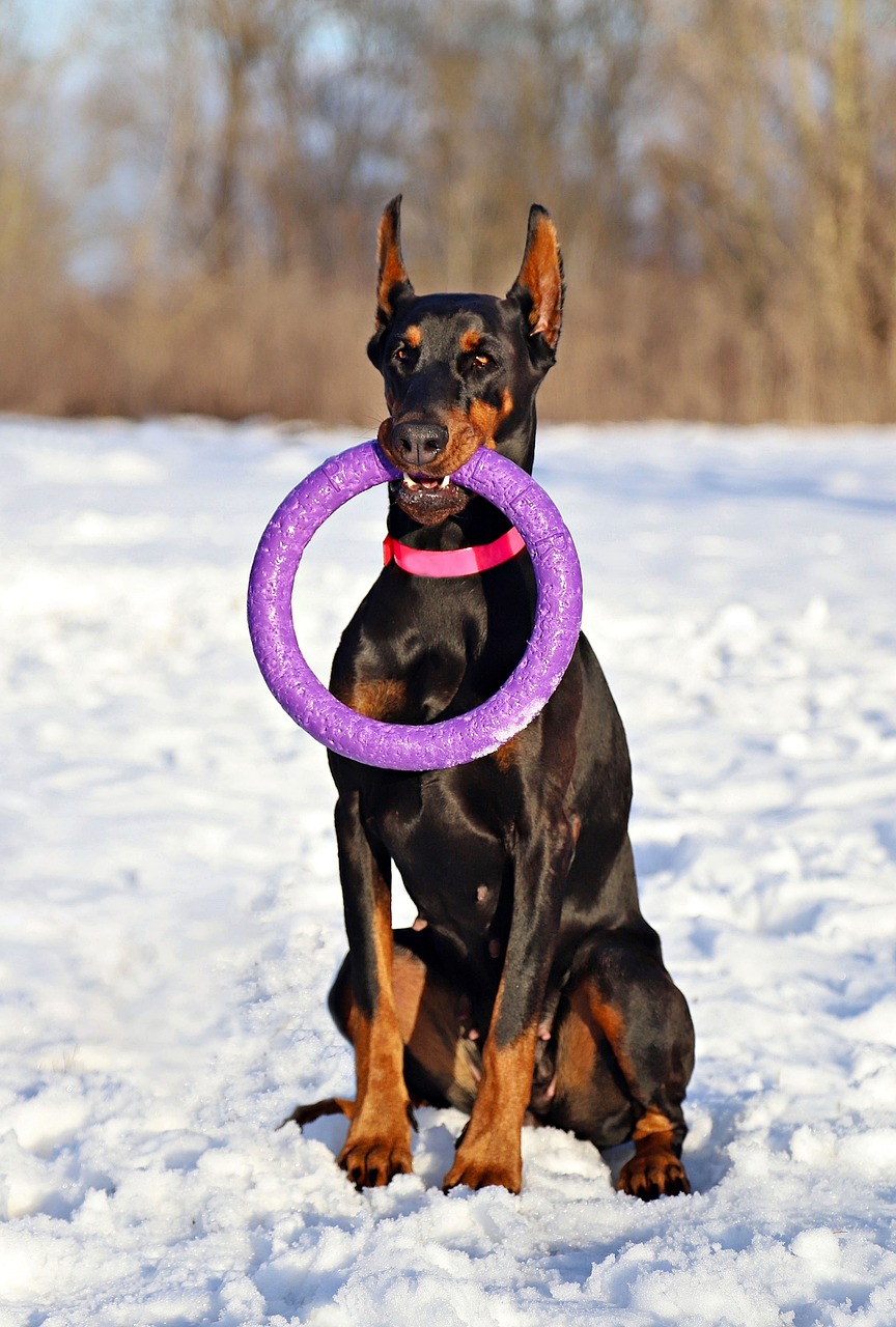 doberman  dog  hoop free photo