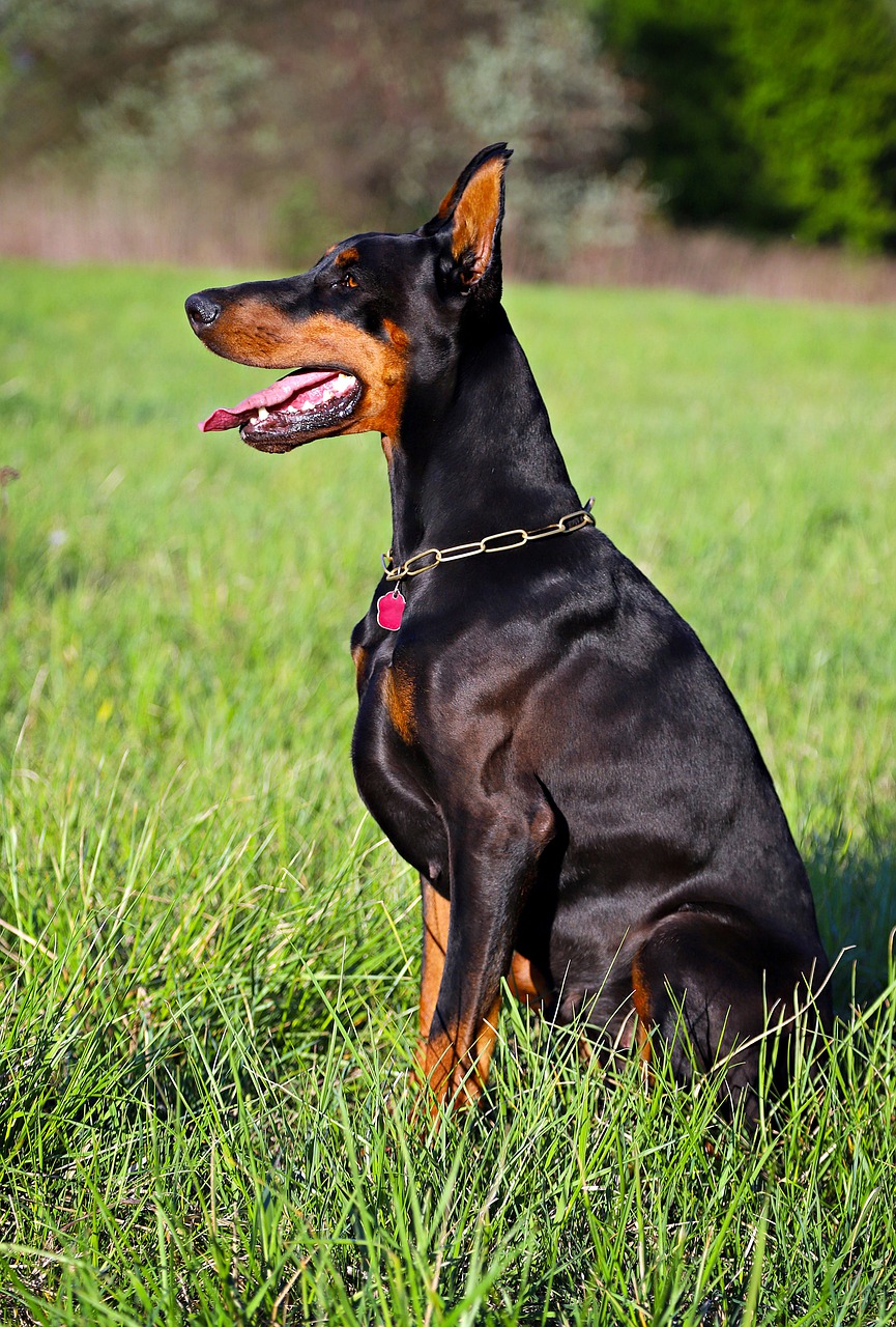 doberman  sitting  dog free photo