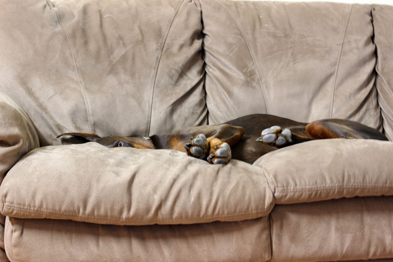 doberman dog resting free photo