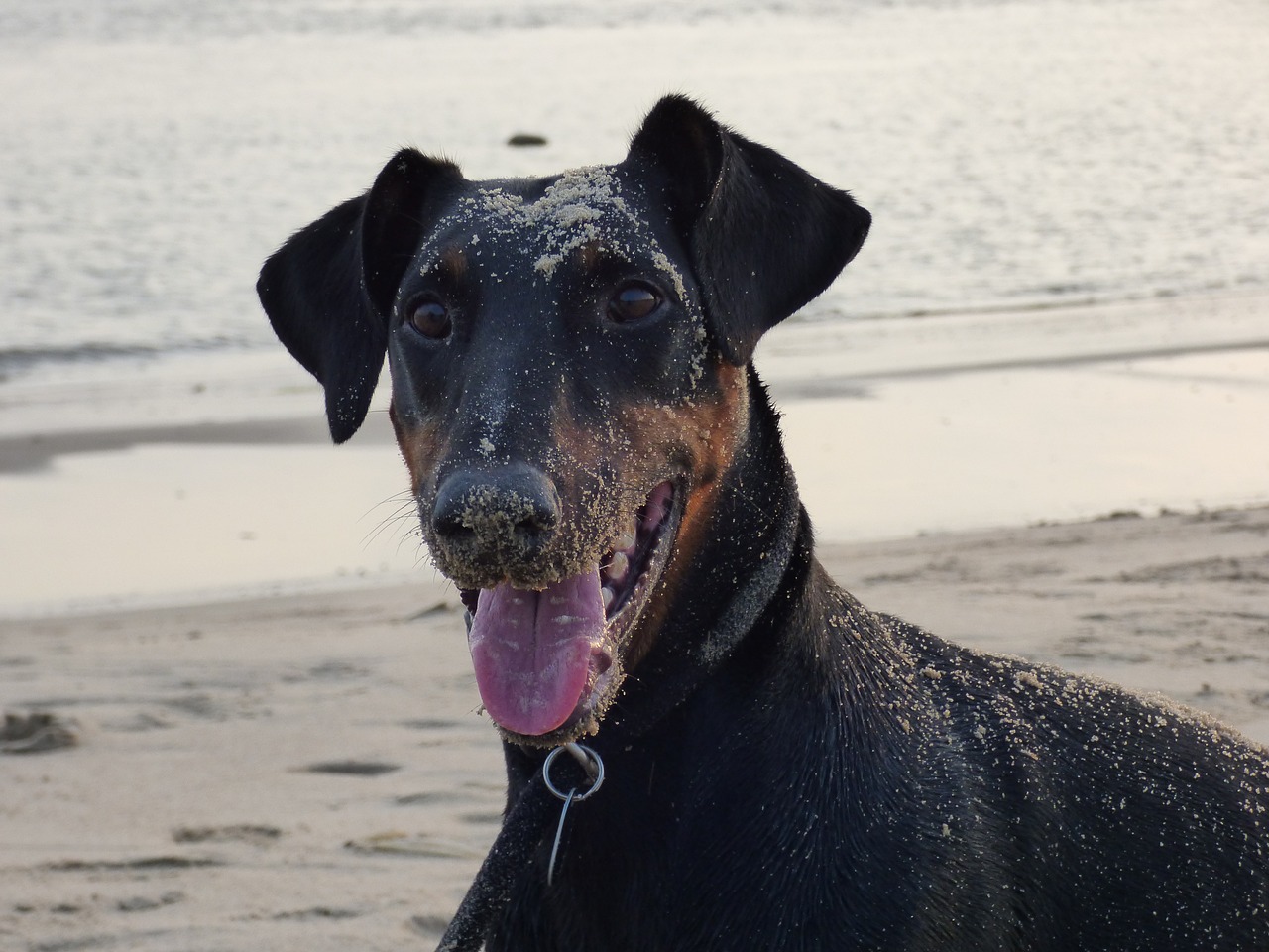 doberman dog beach free photo