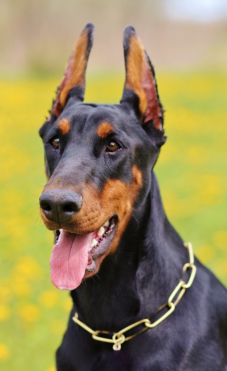 doberman portrait dog free photo