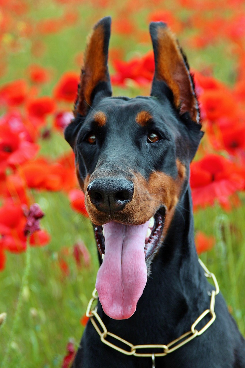 doberman dog portrait language free photo