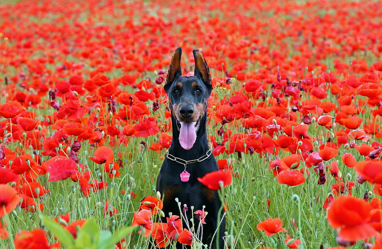 doberman dog sitting poppy free photo