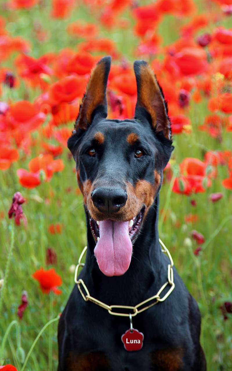 doberman dog fejkép poppy portrait free photo