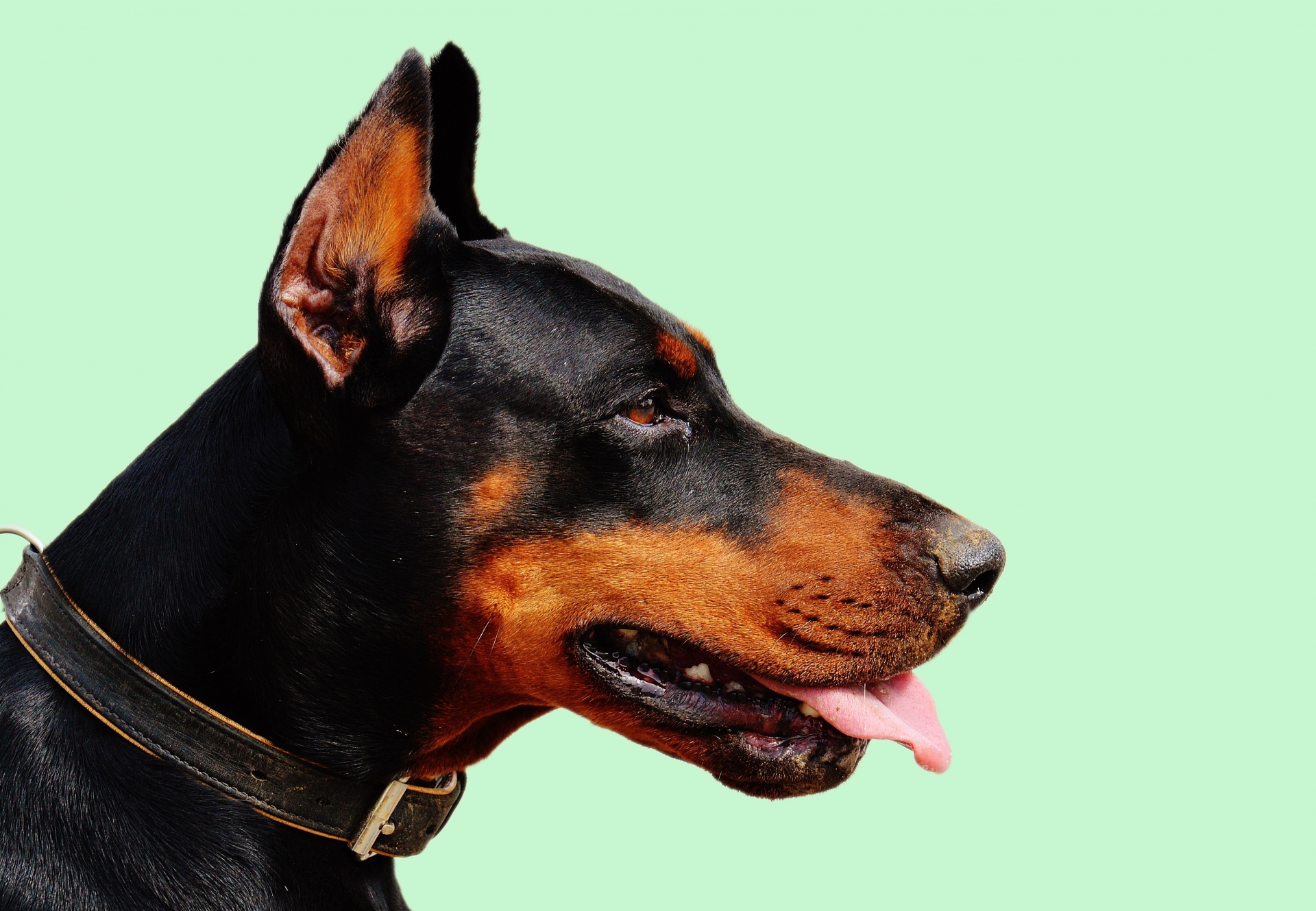 doberman dog portrait free photo