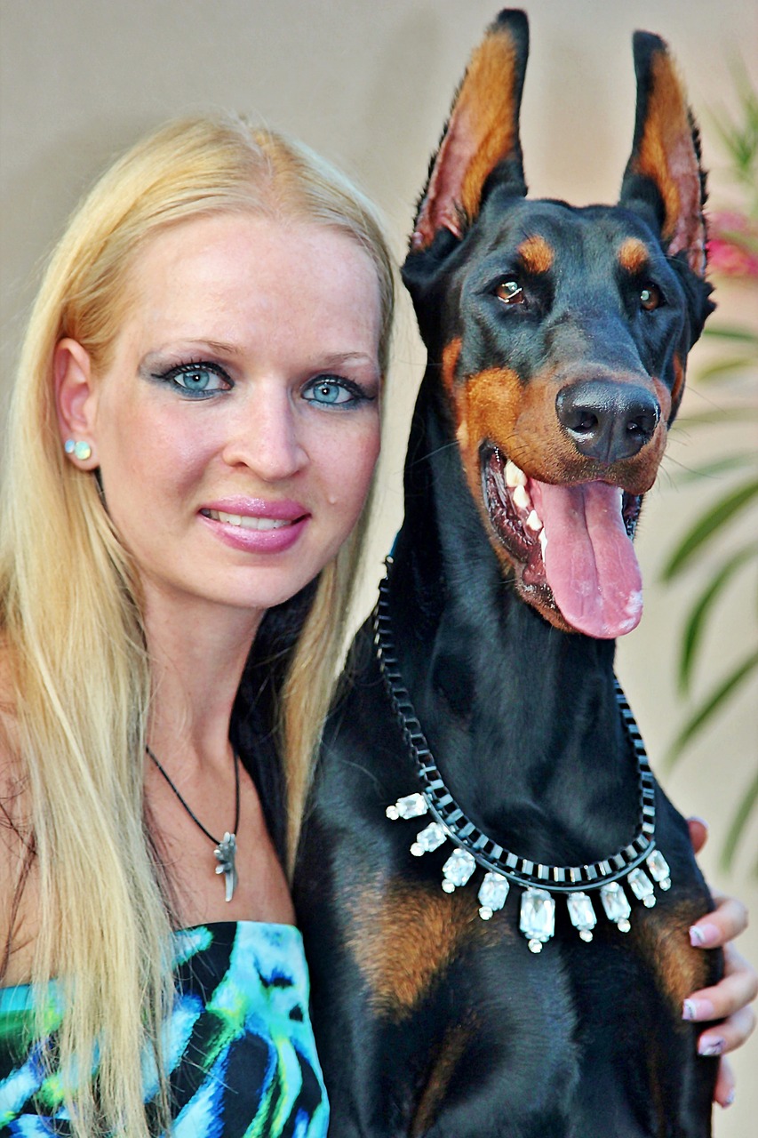 doberman pinscher yorkshire terrier woman free photo